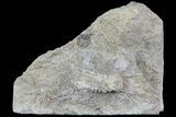 Fossil Crinoid (Phanocrinus) in Rock - Alabama #69059-1